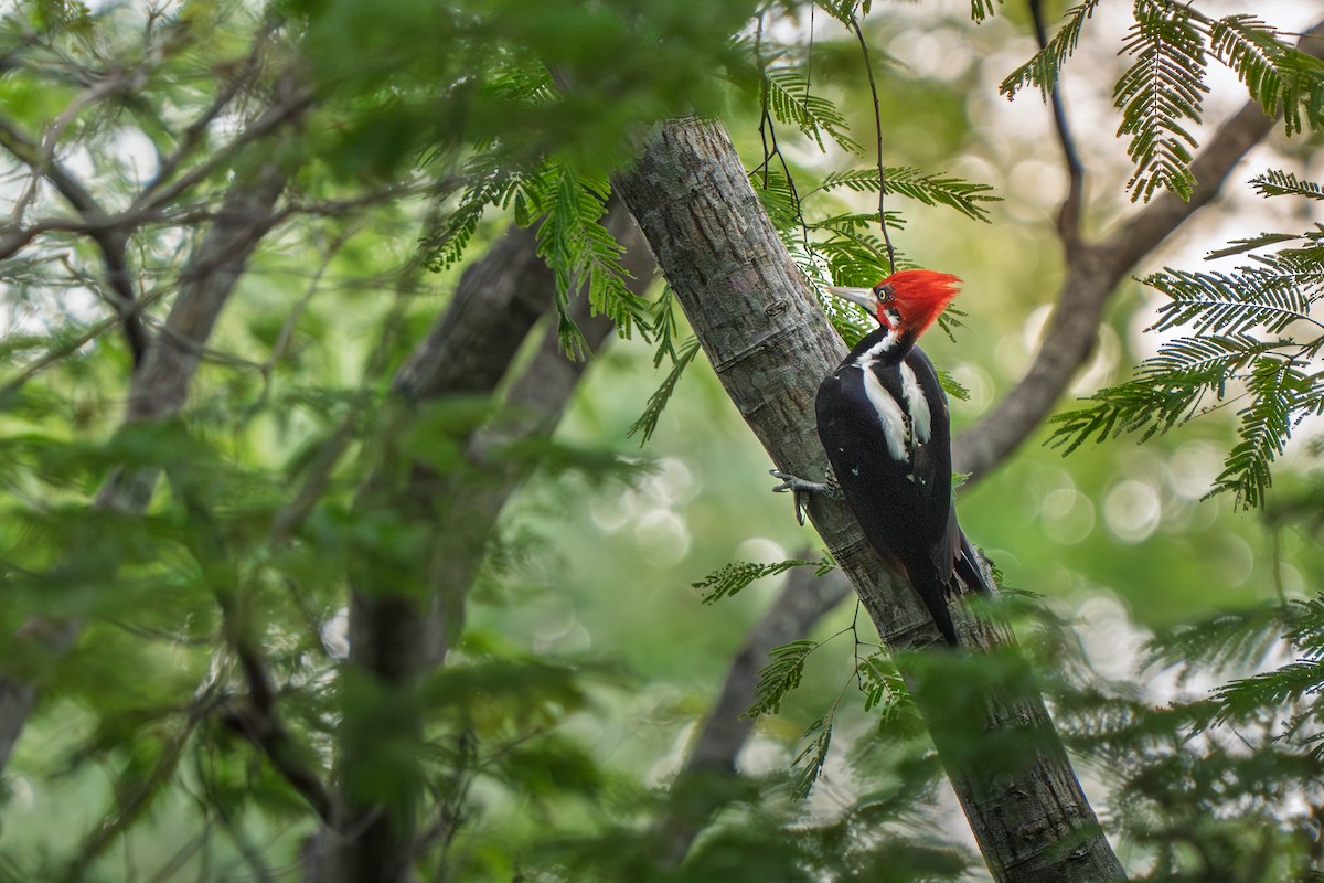 Picamaderos Barbinegro - ML646639141