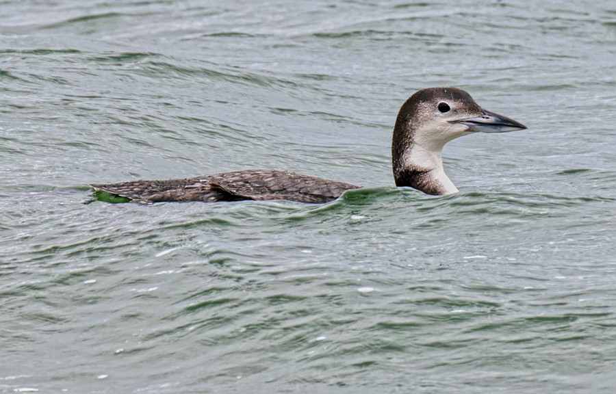 Common Loon - ML646639144