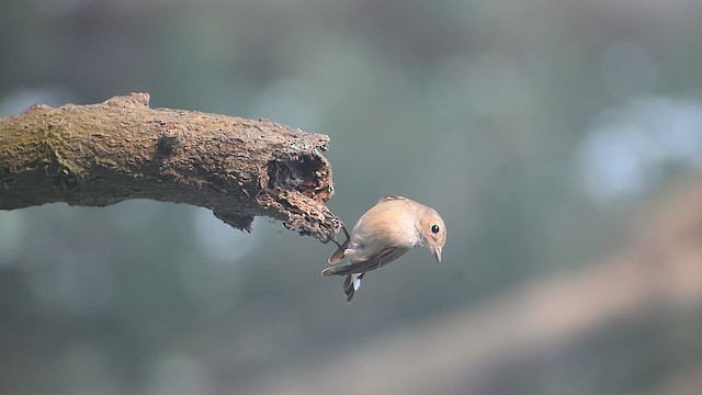 Taiga Flycatcher - ML646639147