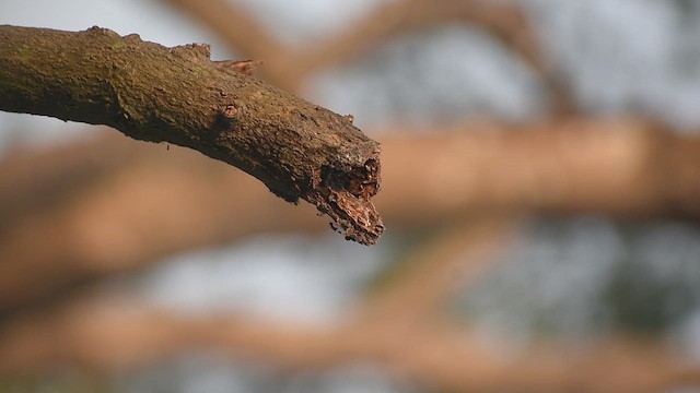 Taiga Flycatcher - ML646639148