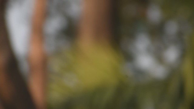 Taiga Flycatcher - ML646639150