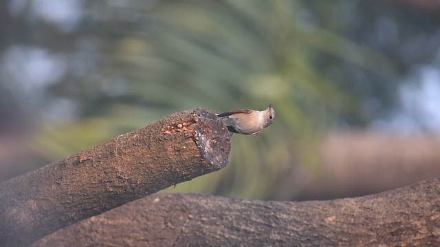 Taiga Flycatcher - ML646639151