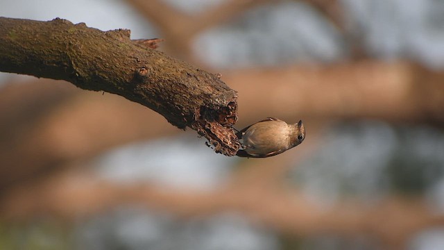 Taiga Flycatcher - ML646639152
