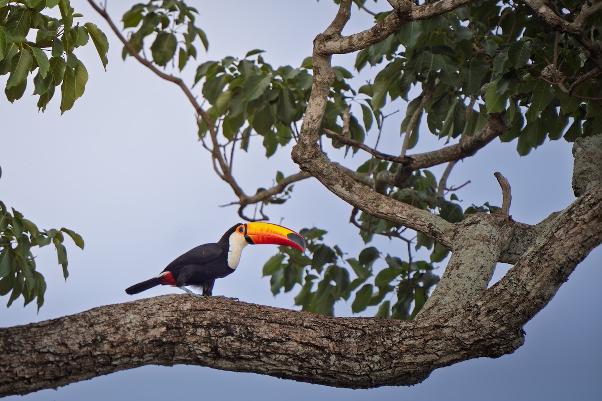 Tucán Toco - ML646639157