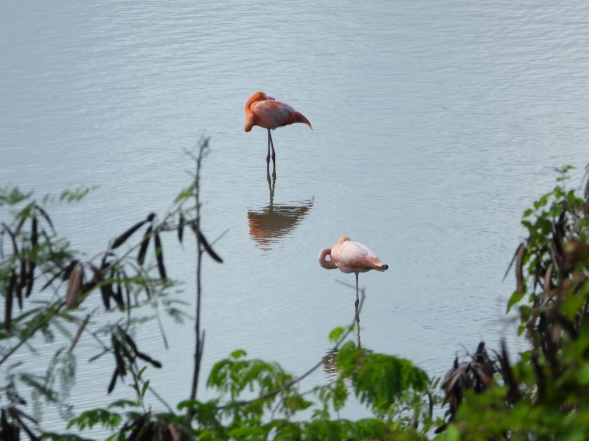 American Flamingo - ML646639158