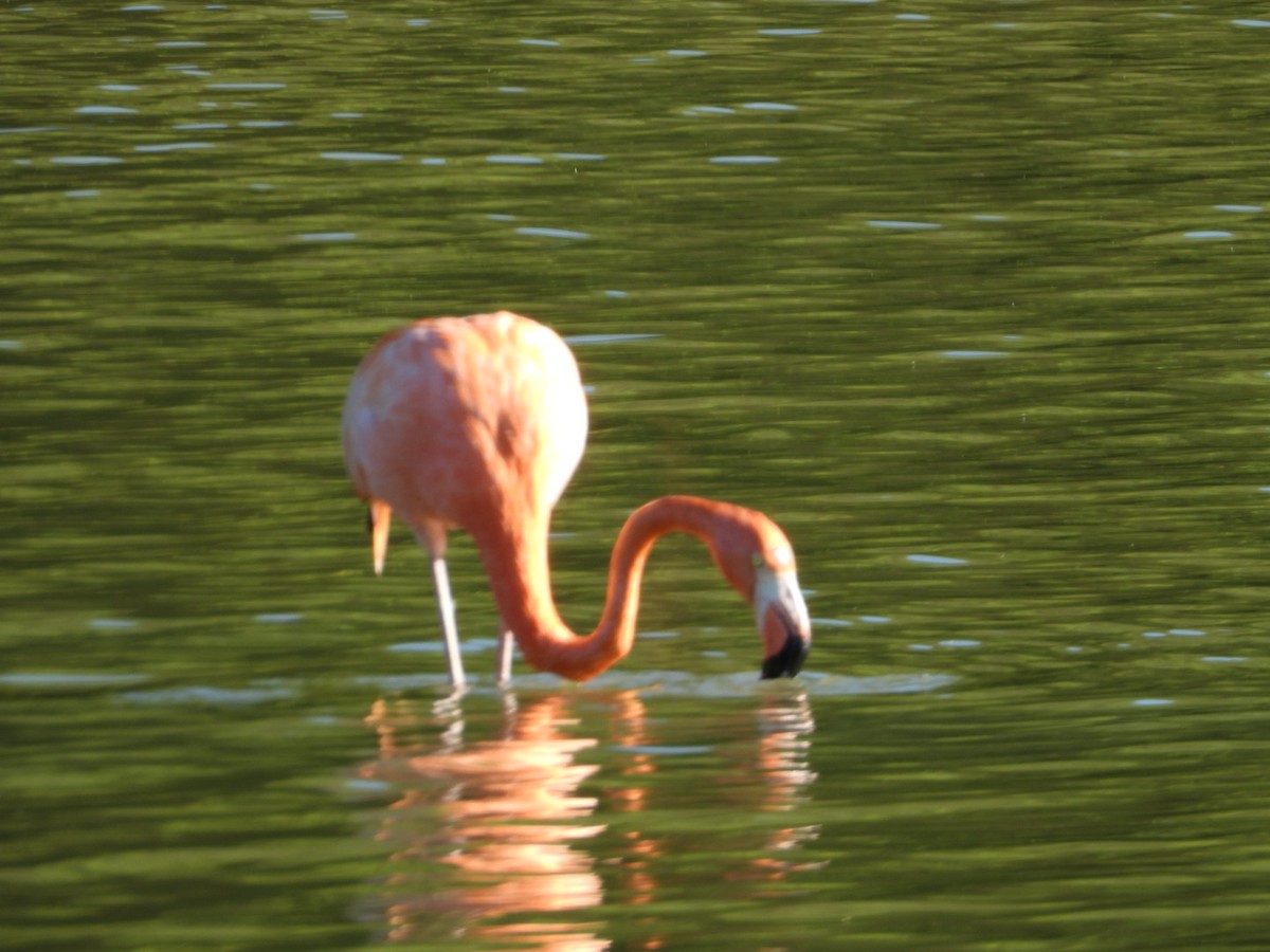 American Flamingo - ML646639159