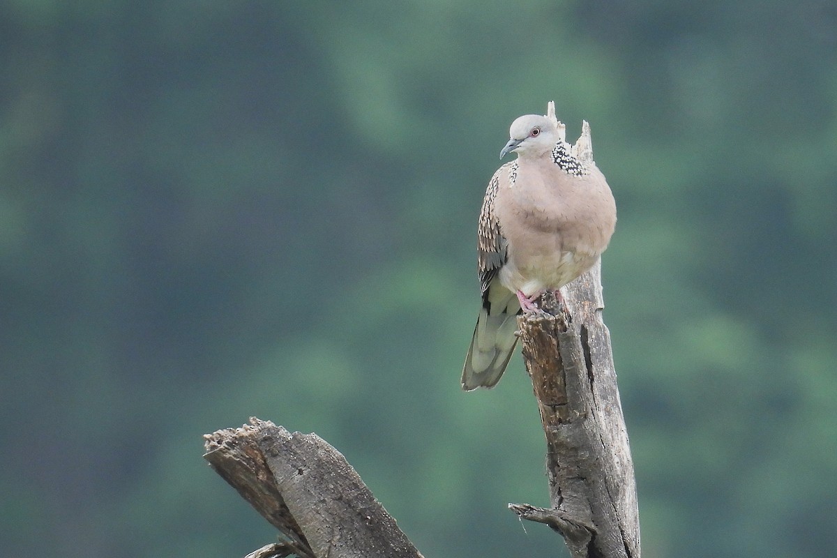 Spotted Dove - ML646639160