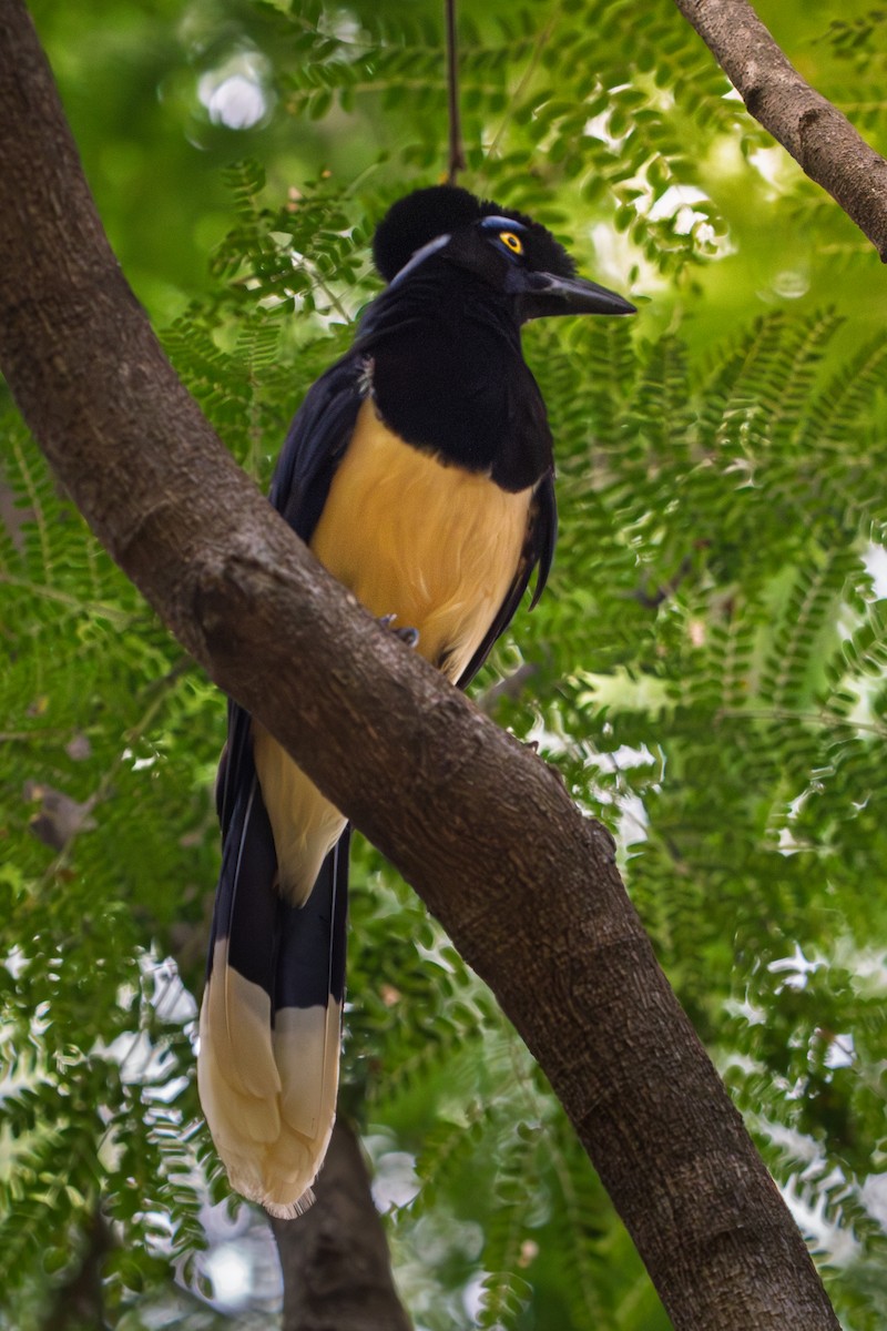 Chara Moñuda - ML646639162