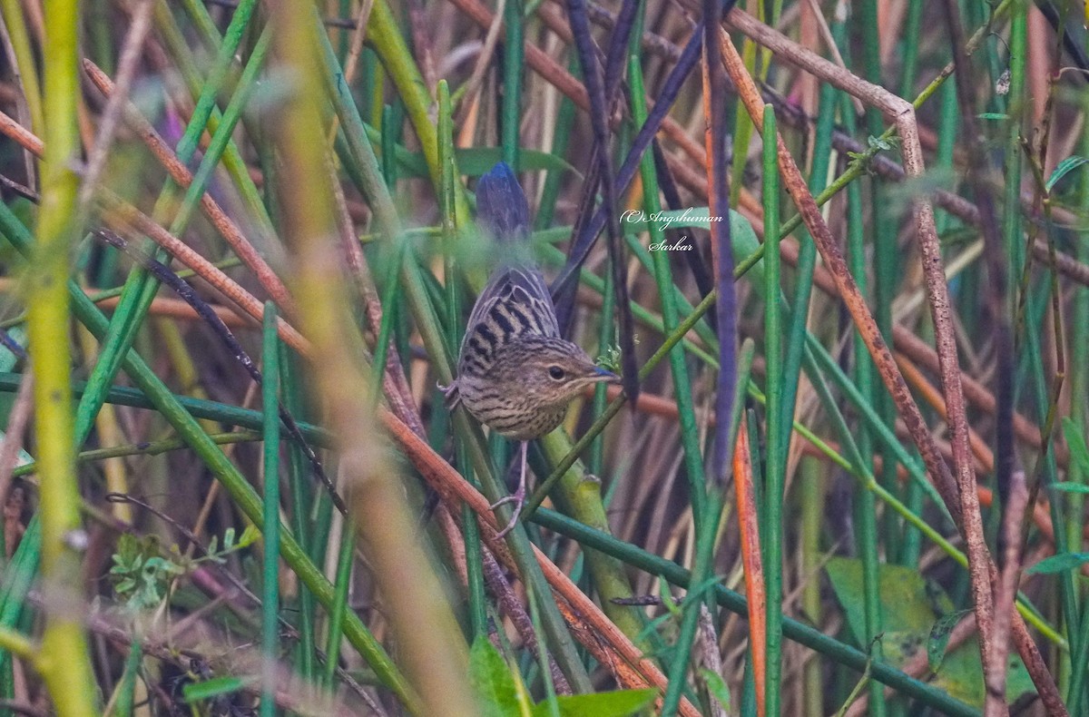 cvrčilka žíhaná - ML646639163