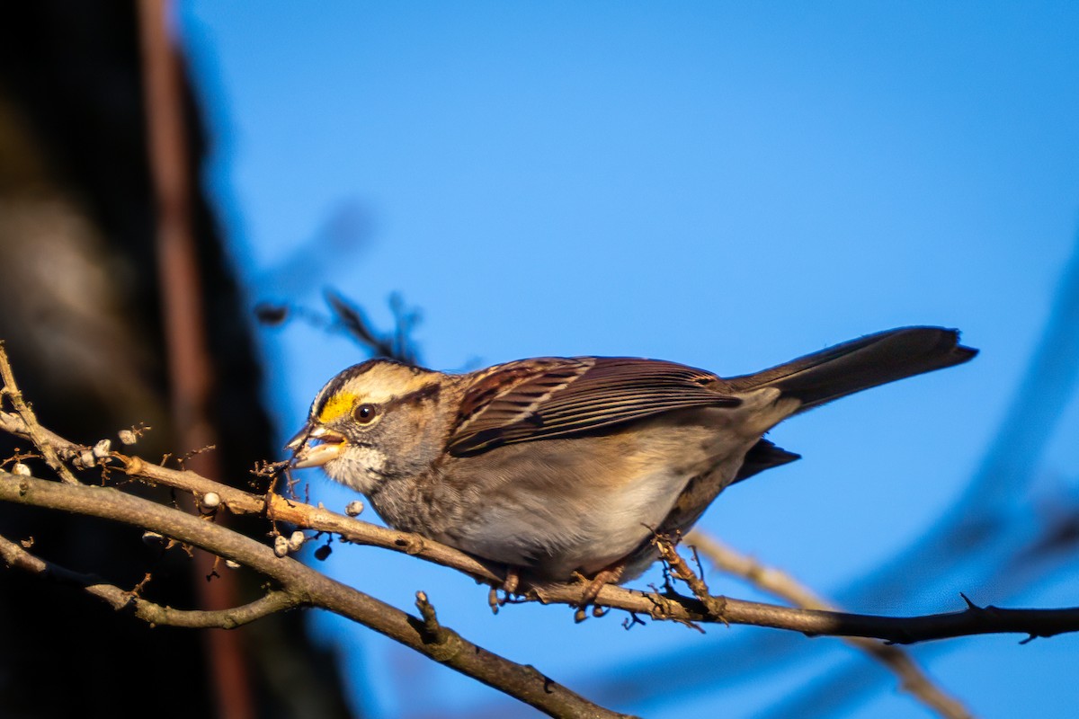 White-throated Sparrow - ML646639164