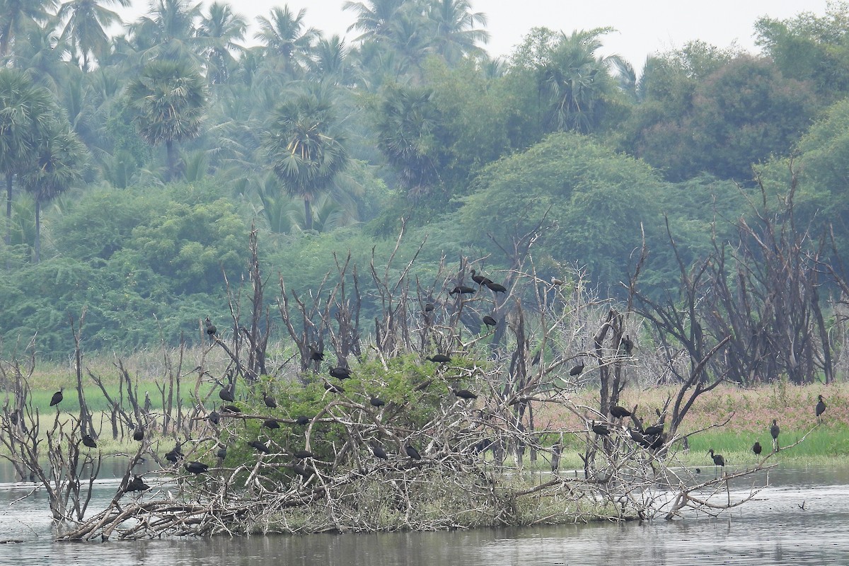 Glossy Ibis - ML646639166