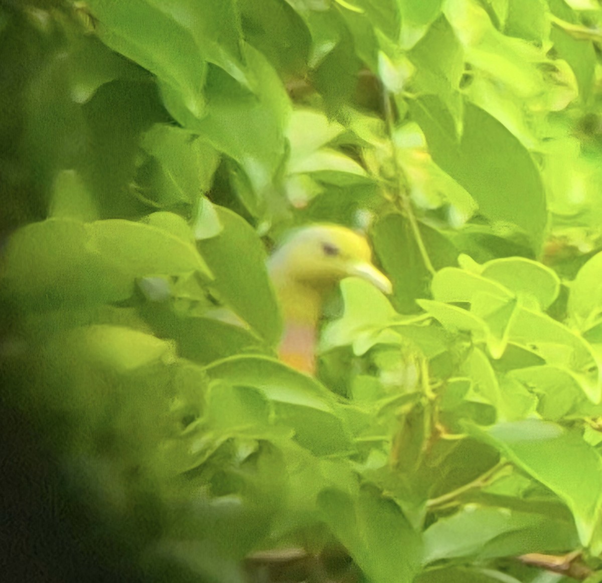 Orange-breasted Green-Pigeon - ML646639167