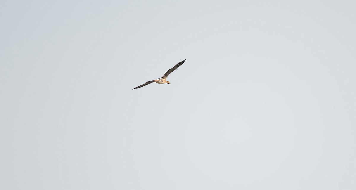 Гуска мала - ML646639168