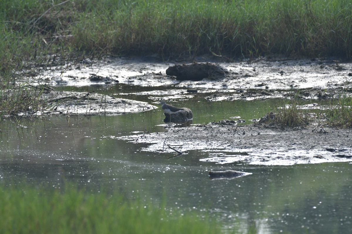 ביצנית שחורת-כנף - ML646639169