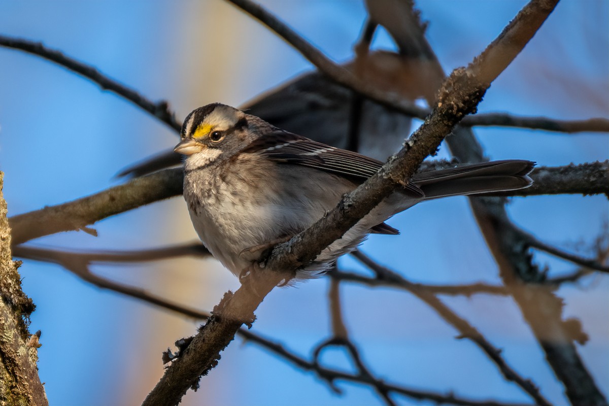 White-throated Sparrow - ML646639172