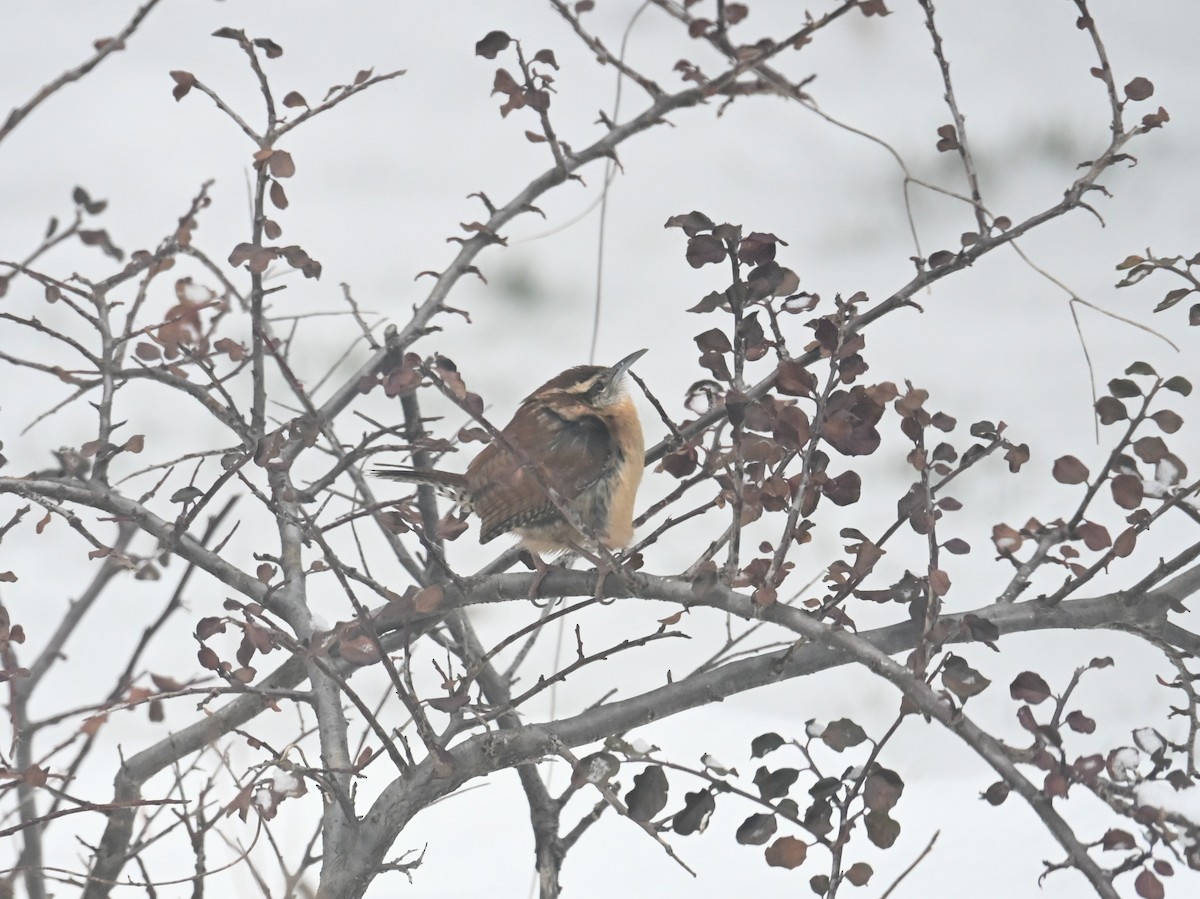 Carolina Wren - ML646639173