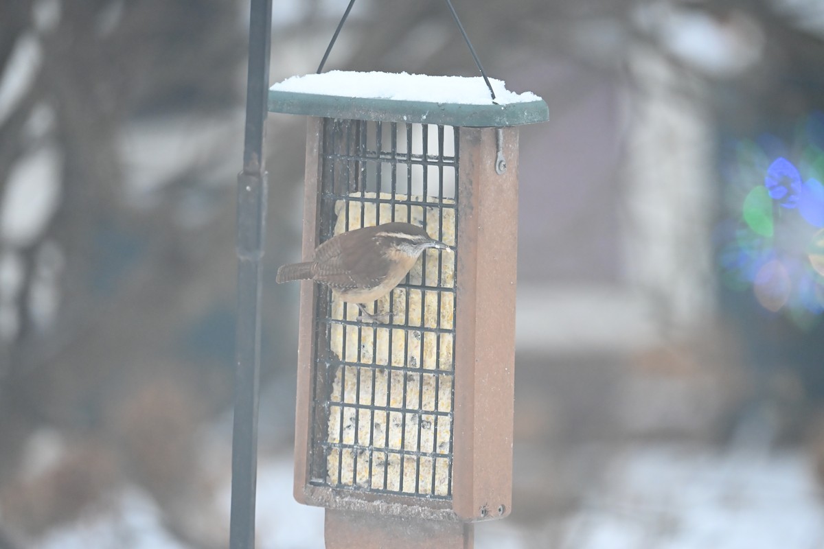Carolina Wren - ML646639174