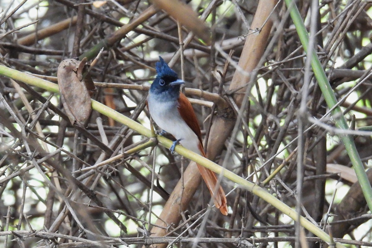 Indian Paradise-Flycatcher - ML646639175