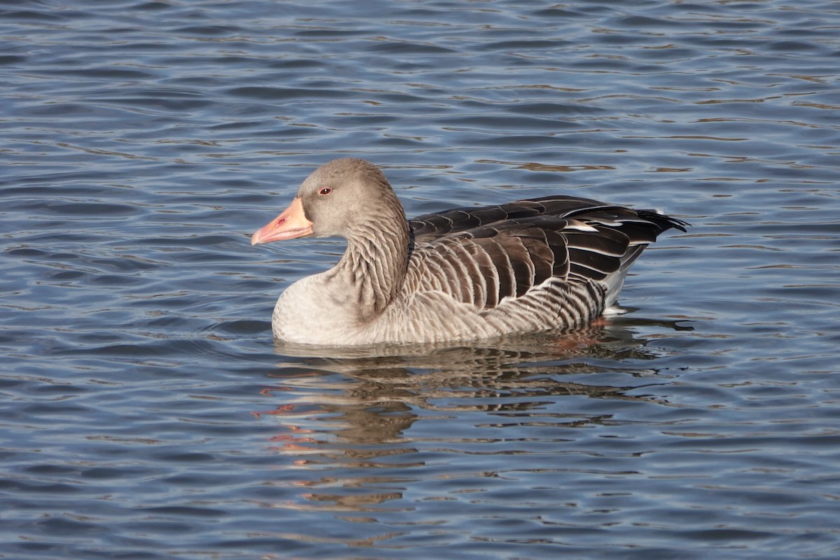 grågås (anser) - ML646639181