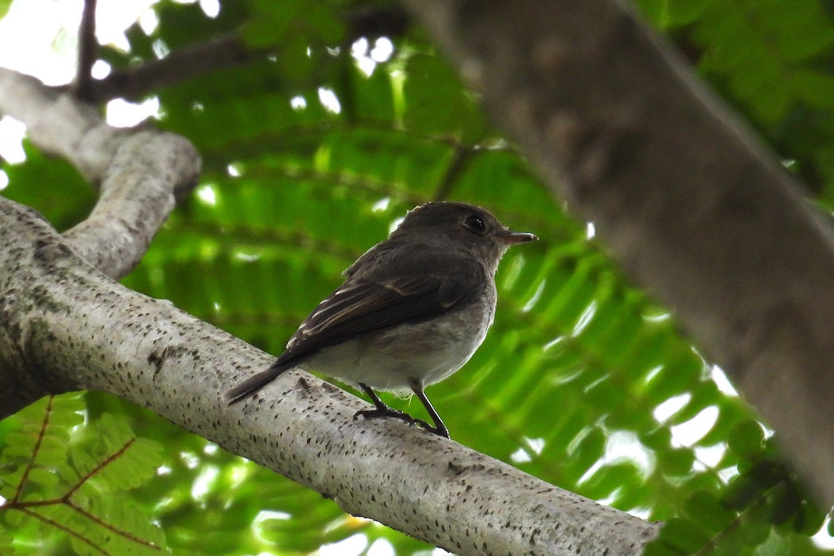 Asian Brown Flycatcher - ML646639182