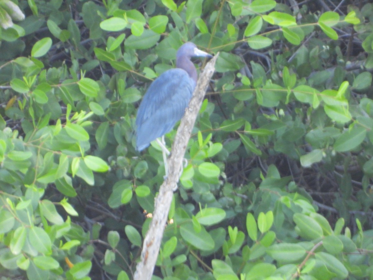 Little Blue Heron - ML646639183