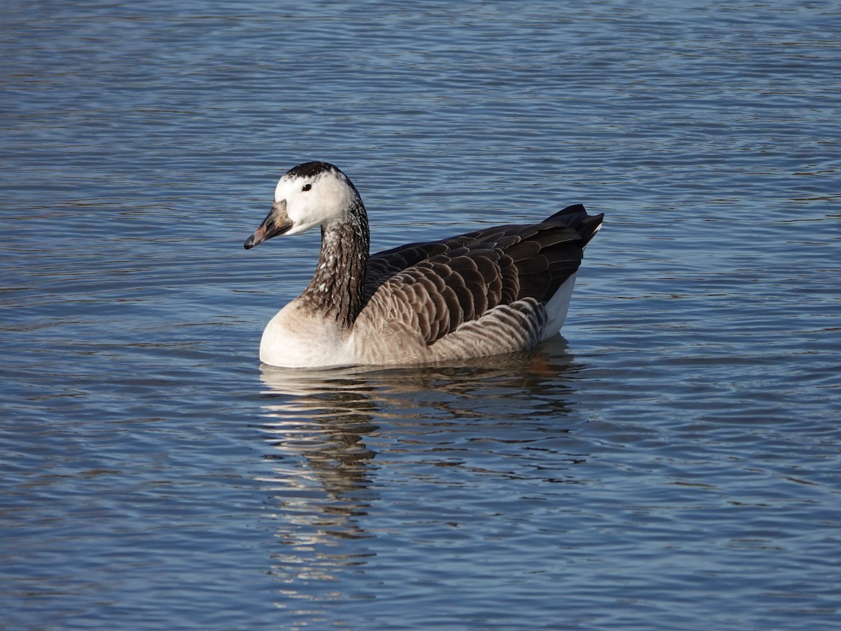 Boz Kaz (evcil tip) - ML646639184