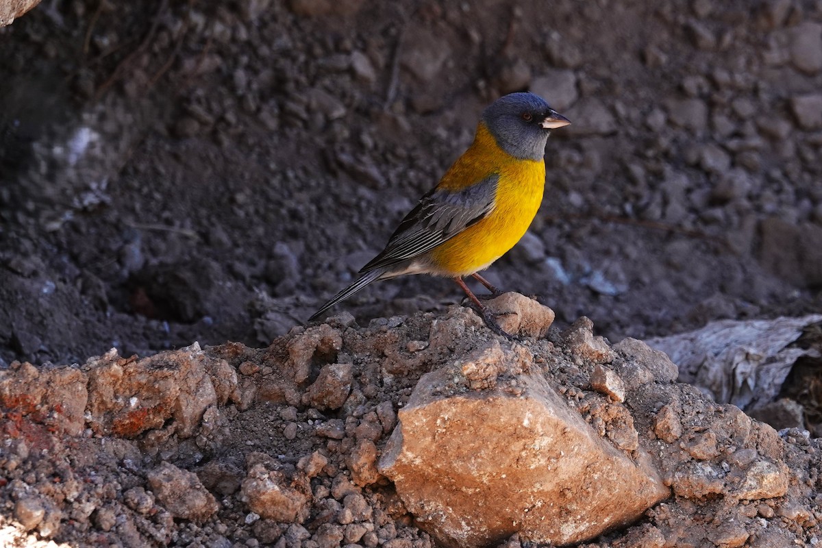 Gray-hooded Sierra Finch - ML646639185