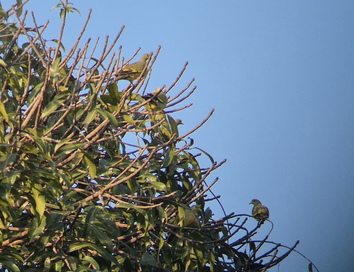 Orange-breasted Green-Pigeon - ML646639188
