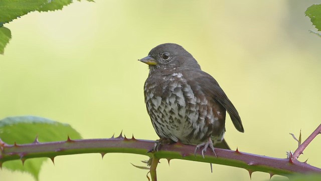 Fox Sparrow - ML646639189