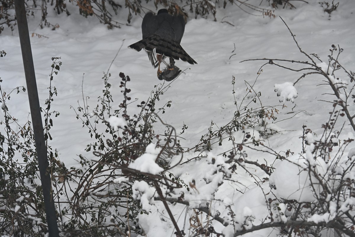 Cooper's Hawk - ML646639194