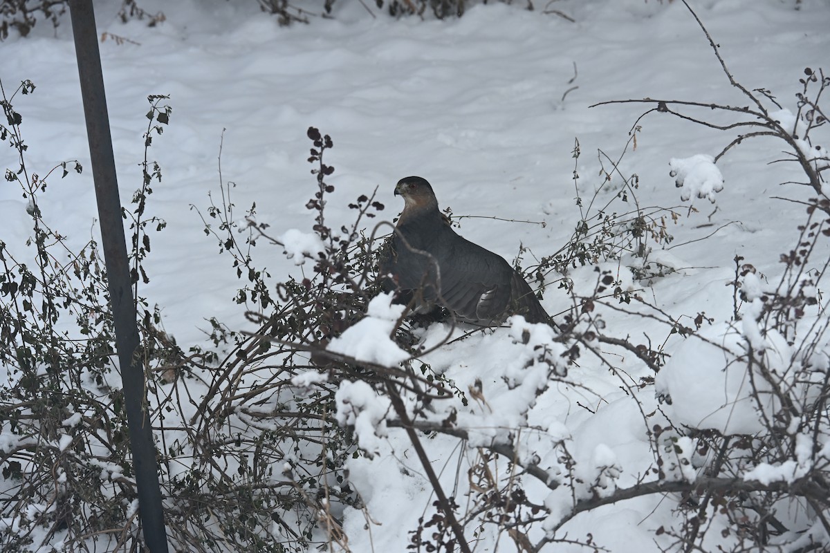 Cooper's Hawk - ML646639195