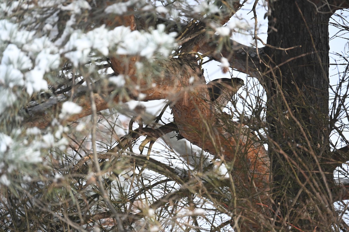 Cooper's Hawk - ML646639196