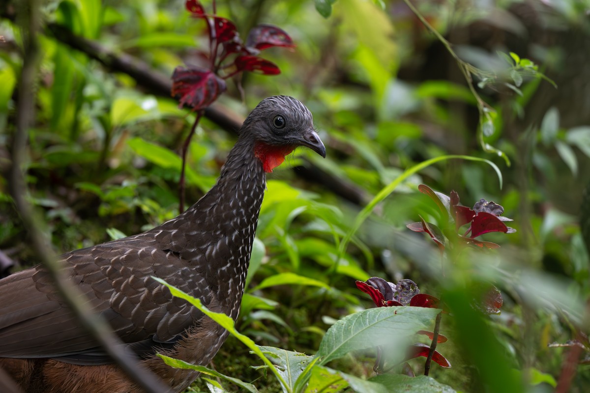 Pava Camata - ML646639197