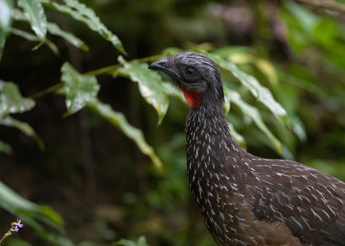 Pava Camata - ML646639198