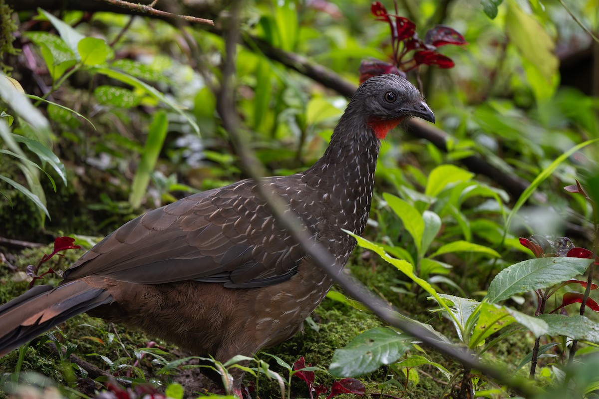 Pava Camata - ML646639199