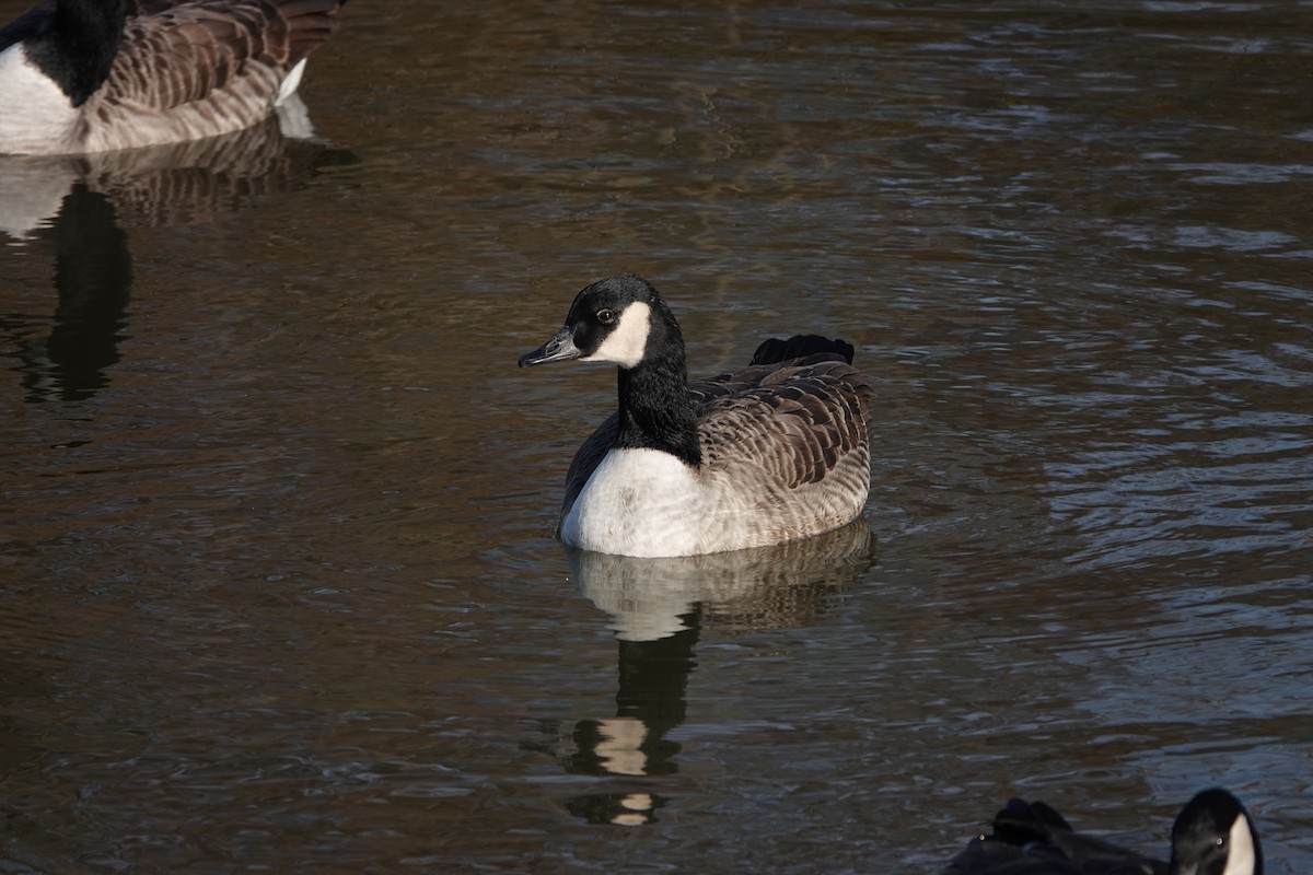 Canada Goose - ML646639200
