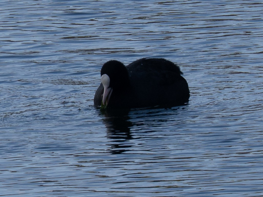 sothøne - ML646639202