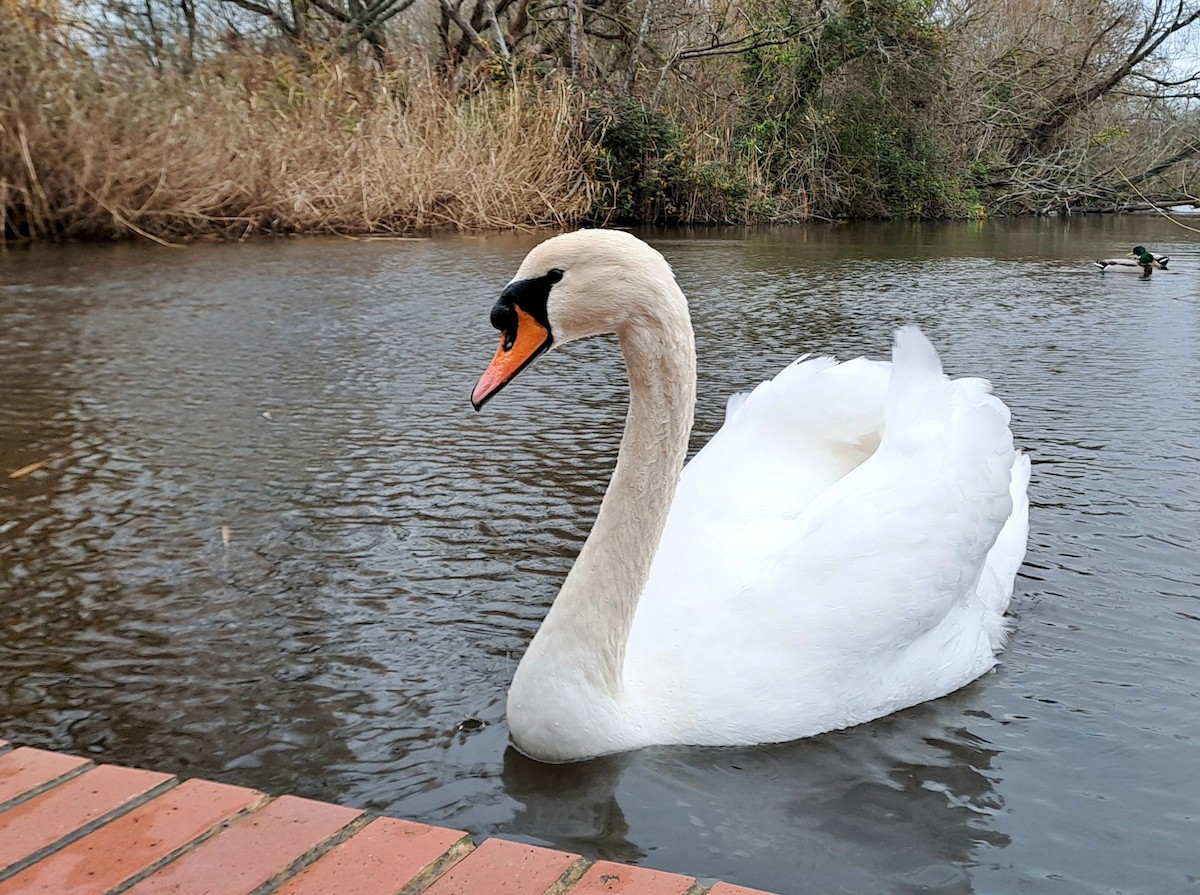 Cigno reale - ML646639203