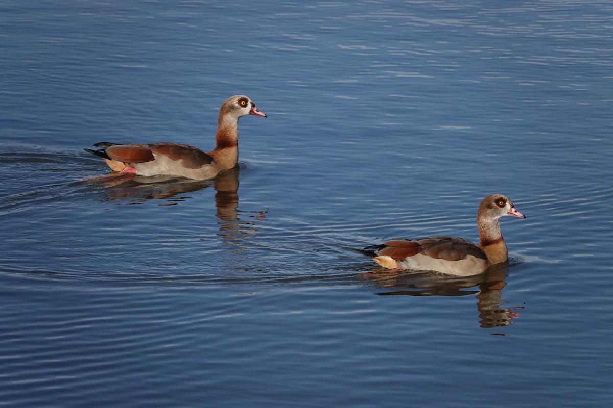 Egyptian Goose - ML646639204