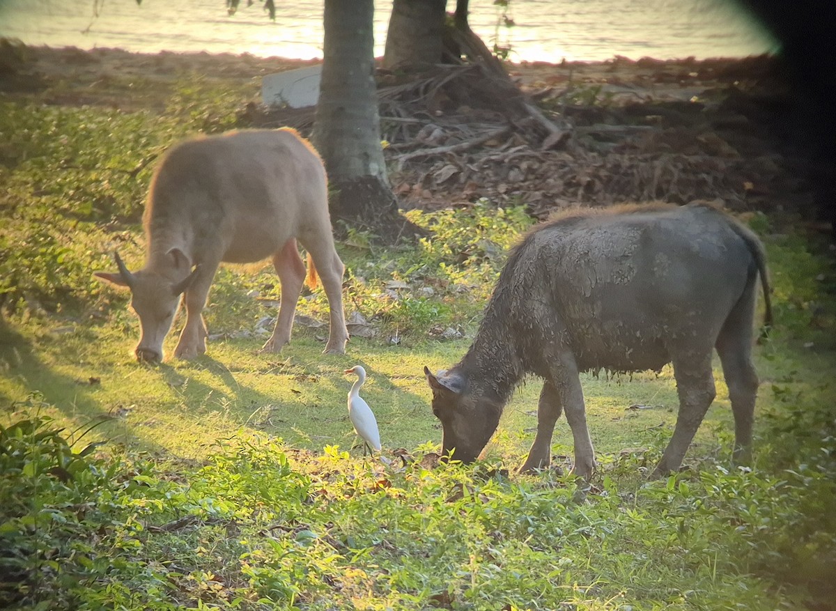 Чапля єгипетська східна - ML646639205