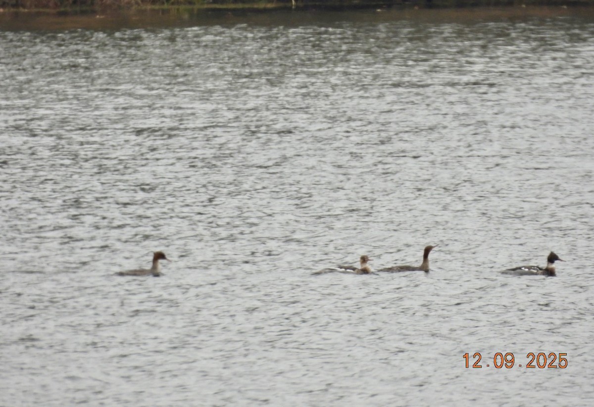 Smergo minore - ML646639206