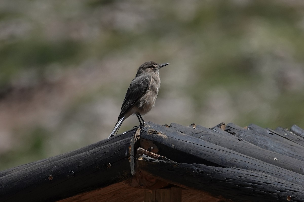 Black-billed Shrike-Tyrant - ML646639208