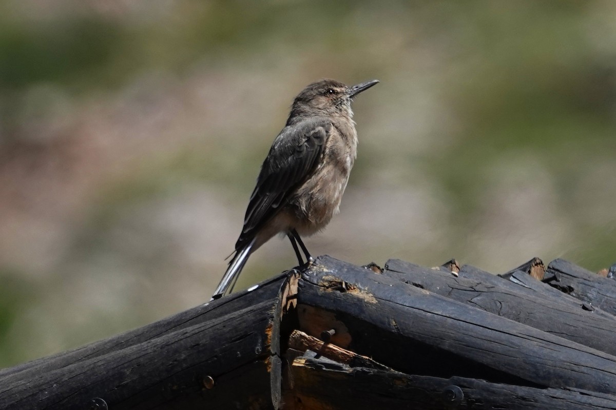 Black-billed Shrike-Tyrant - ML646639209