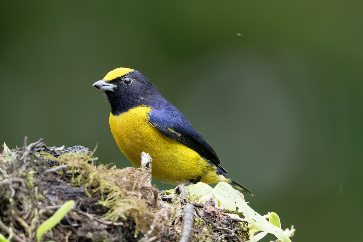 Orange-bellied Euphonia - ML646639213