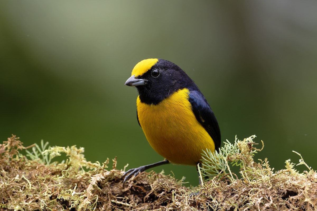 Orange-bellied Euphonia - ML646639214
