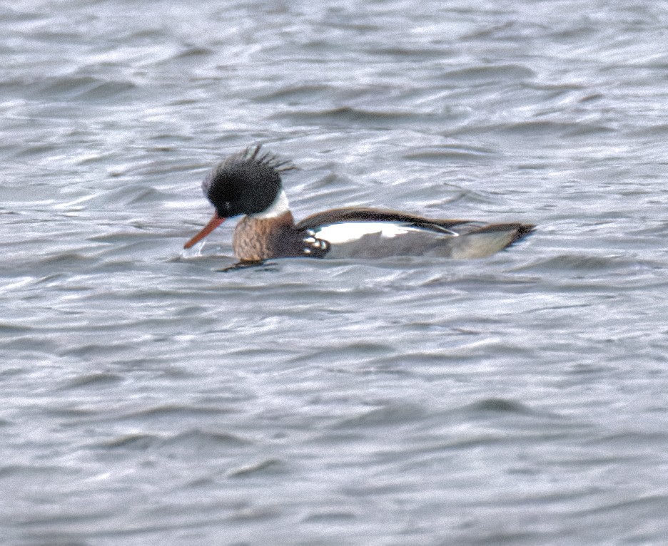 Red-breasted Merganser - ML646639218