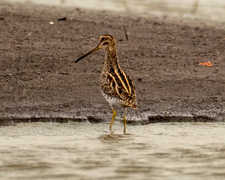 Agachadiza Común - ML646639219