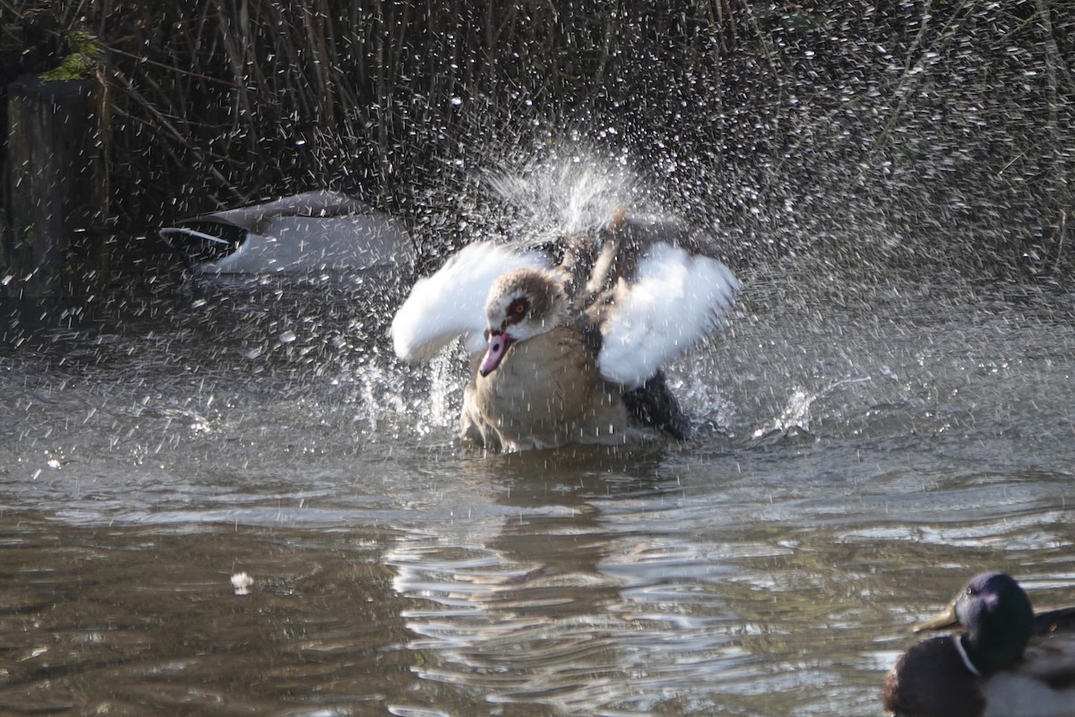 Egyptian Goose - ML646639220