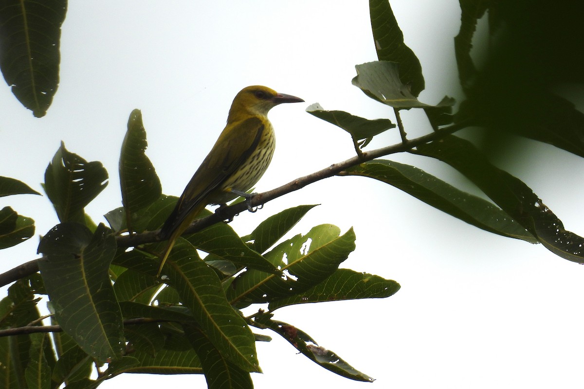 Indian Golden Oriole - ML646639232