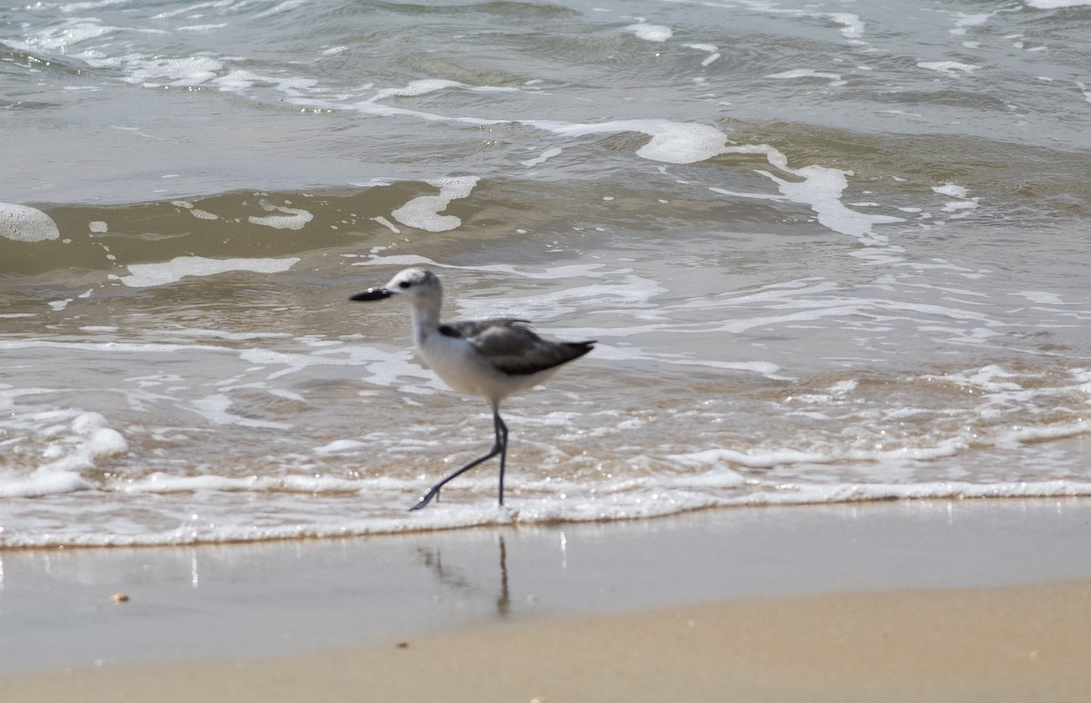 Crab-Plover - ML646639233